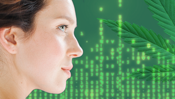vignette produit OPTIMA CBD page univers